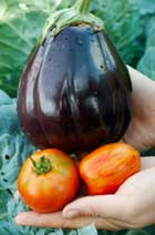 vegetable gardening tips