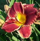 Calgary Stampede Daylily