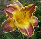 Daylily Camel Caravan