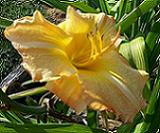 Daylily Comanche Drums