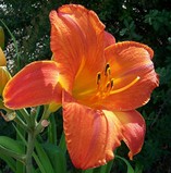 Mauna Loa Daylily