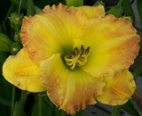 Daylily Smuggler's Gold