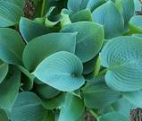 Hosta 'Halcyon'