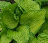 Stained Glass Hosta