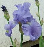 Full Tide Iris