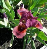 Lady in Red Iris