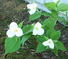 Trillium