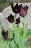 Black Parrot Tulip