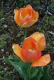 Daydream Tulip