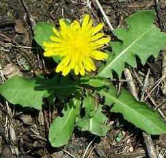 Dandelion Dandelion