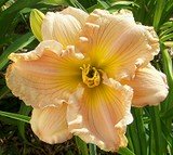 Mountain Almond Daylily