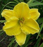 Siloam Harold Flickinger Daylily