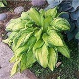 Hosta 'On Stage'