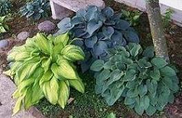 Hosta Trio