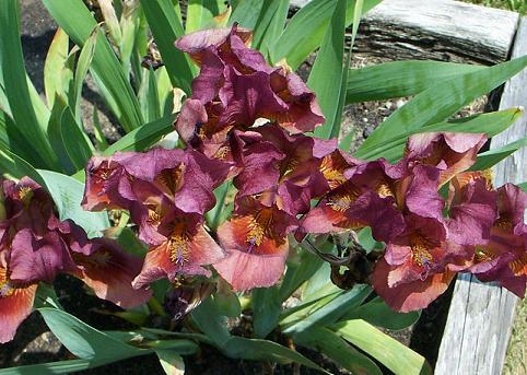 free gardening tips free gardening tips