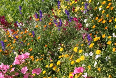 Organic Flower Gardening Organic Flower Gardening